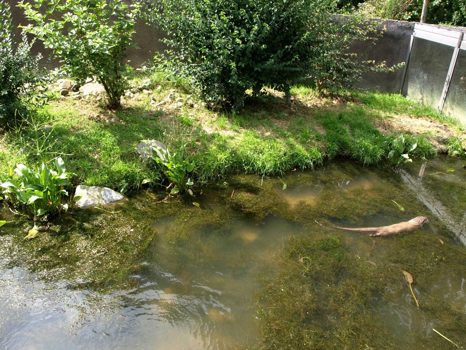 GaiaPark - Otter exhibit