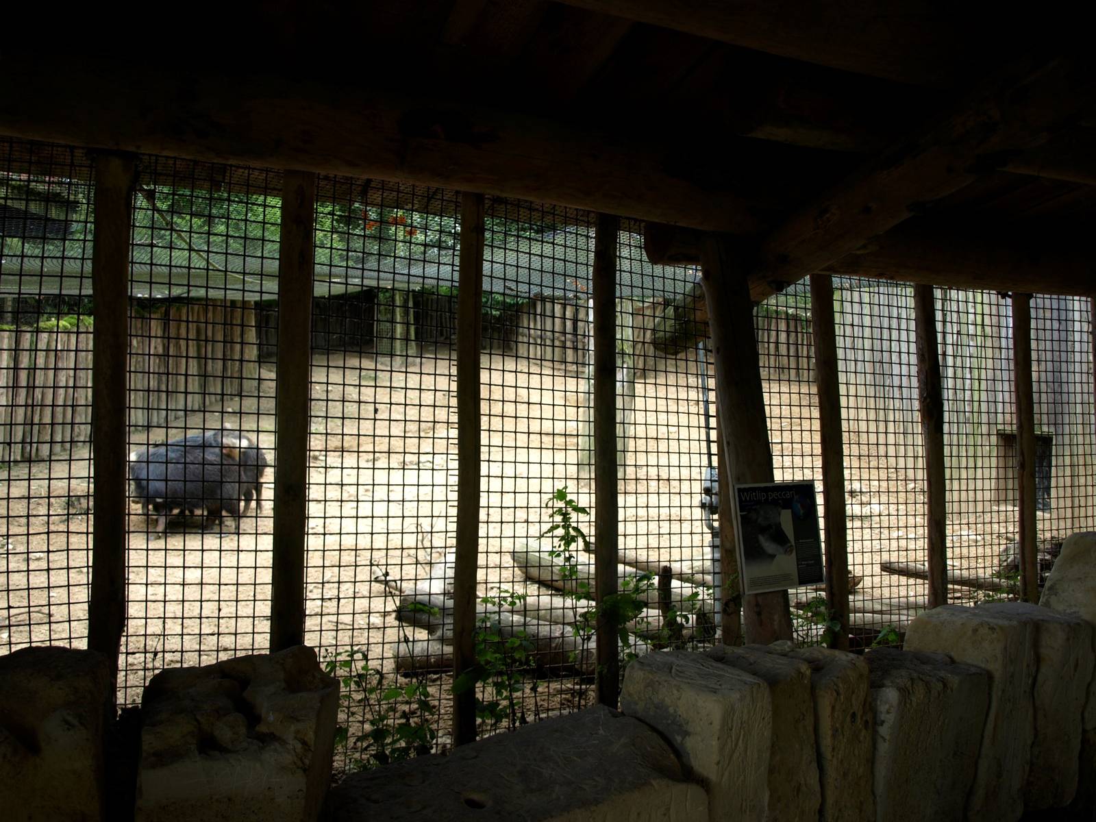 GaiaPark - Peccary exhibit