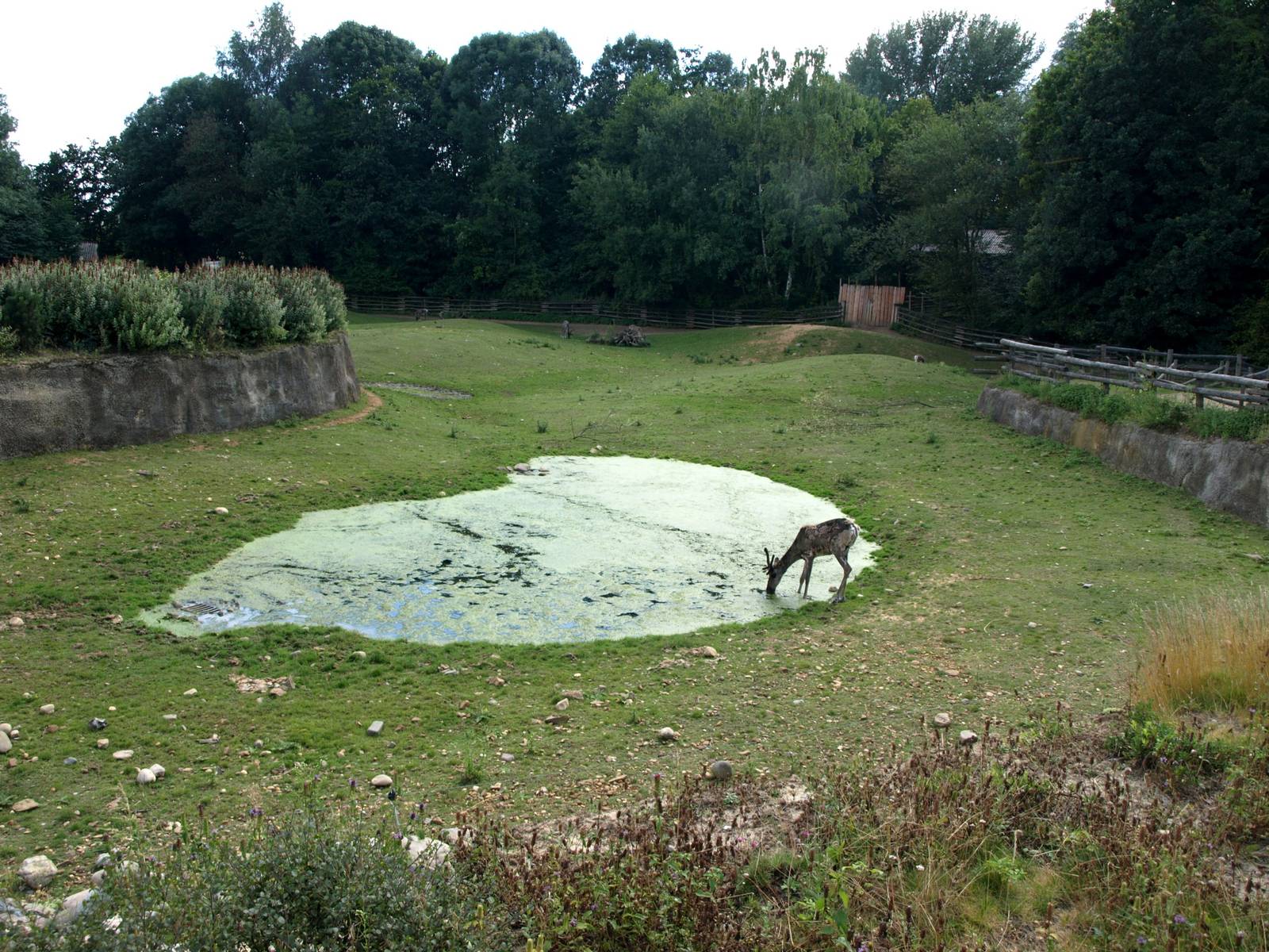 GaiaPark - Reindeer enclosure