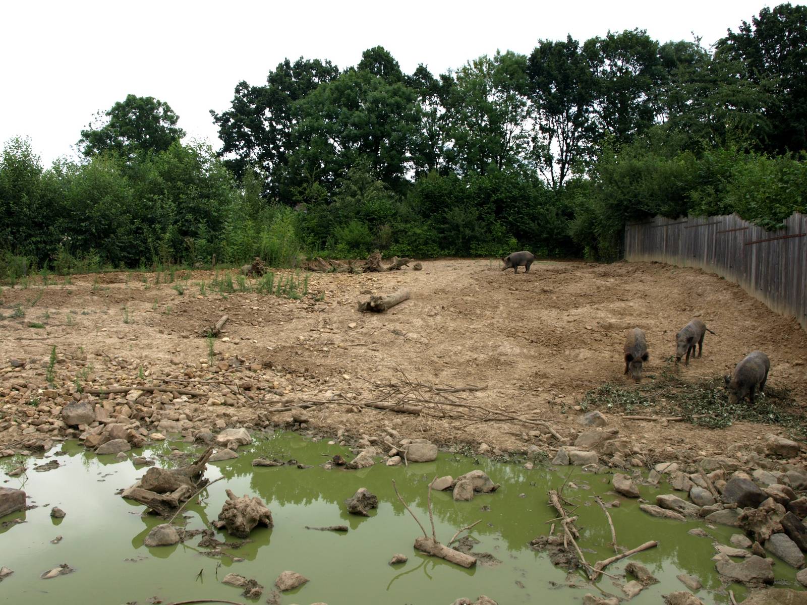 GaiaPark - Wild boar exhibit