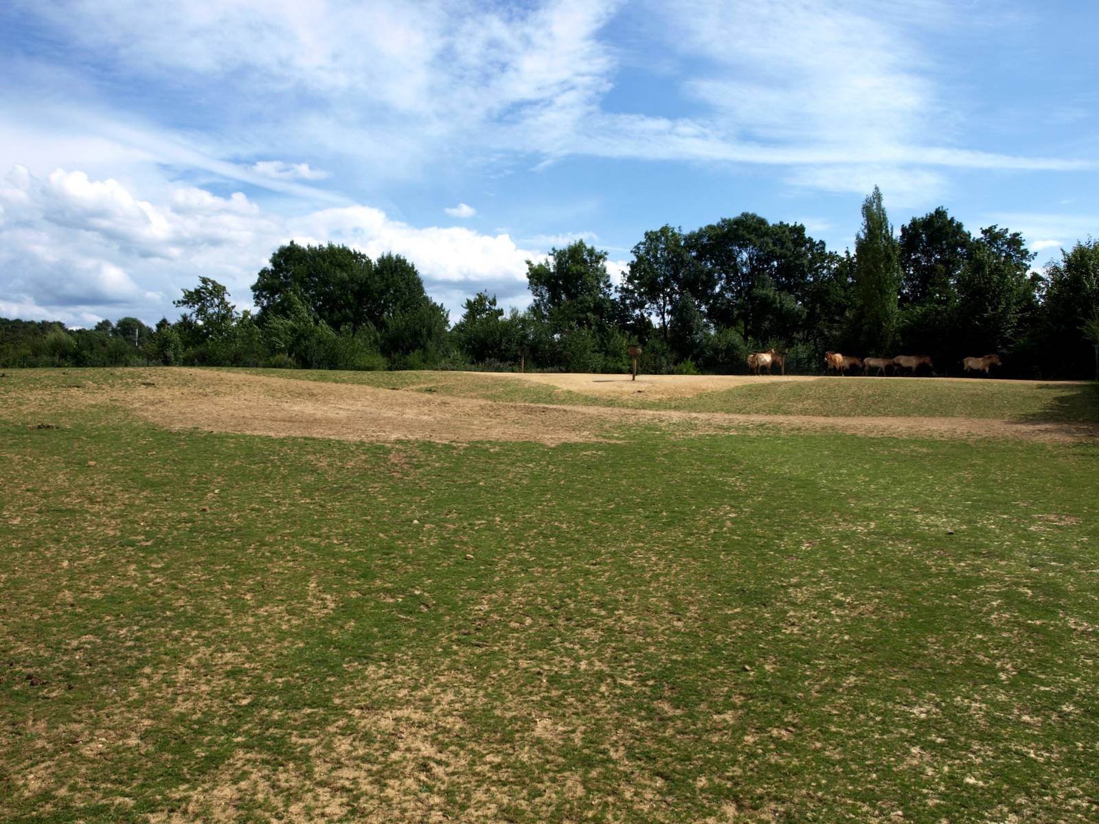 GaiaPark - Wild horse exhibit