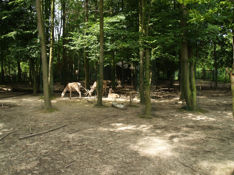 GaiaZoo History: Bactrian deer forest (No longer there)