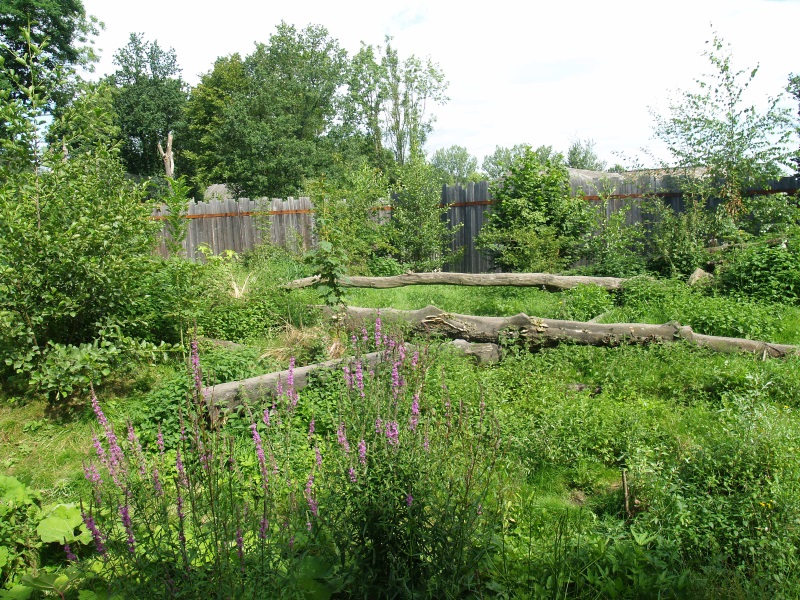 GaiaZoo History: Previous lynx enclosure (No longer there)