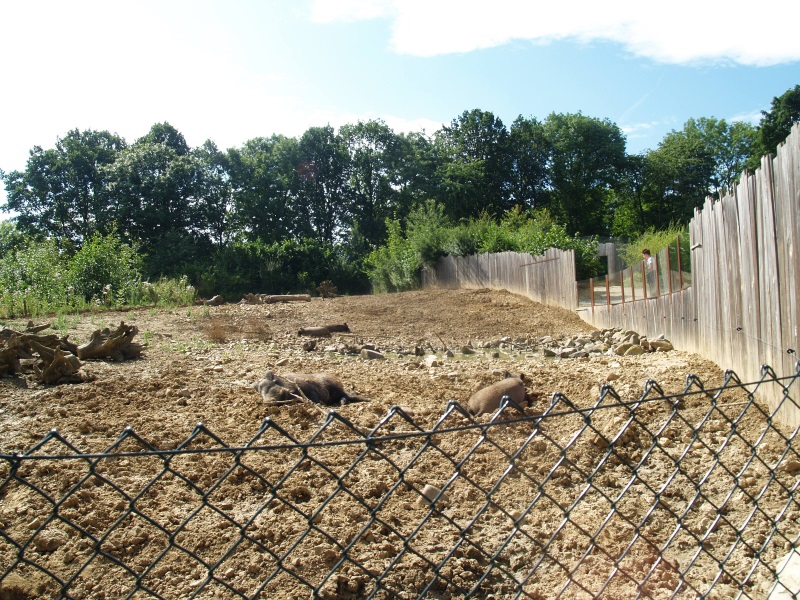GaiaZoo History: Wild boar enclosure (No longer there)