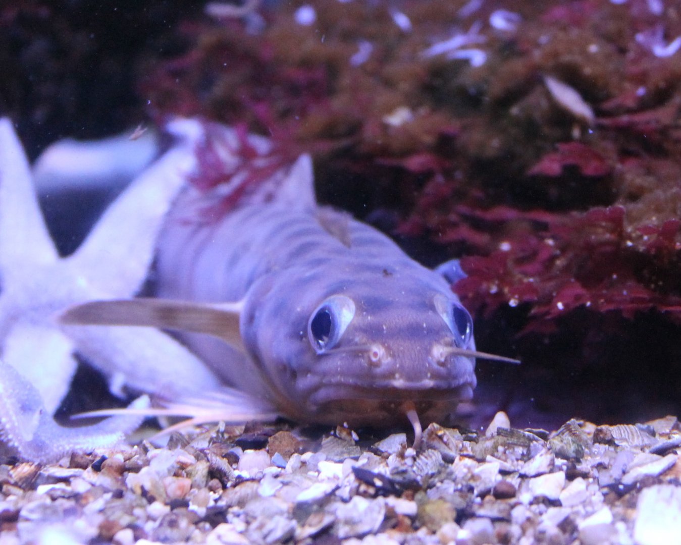 Gaidropsarus vulgaris