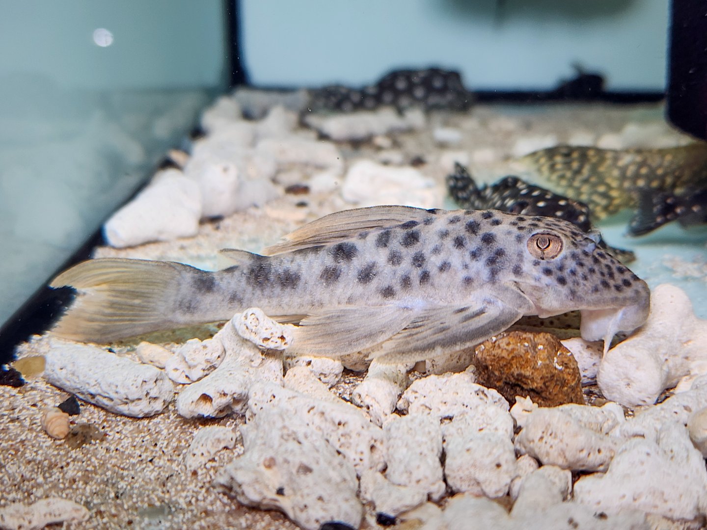 Gainsboro Pleco, L012 (Ancistomus feldbergae)