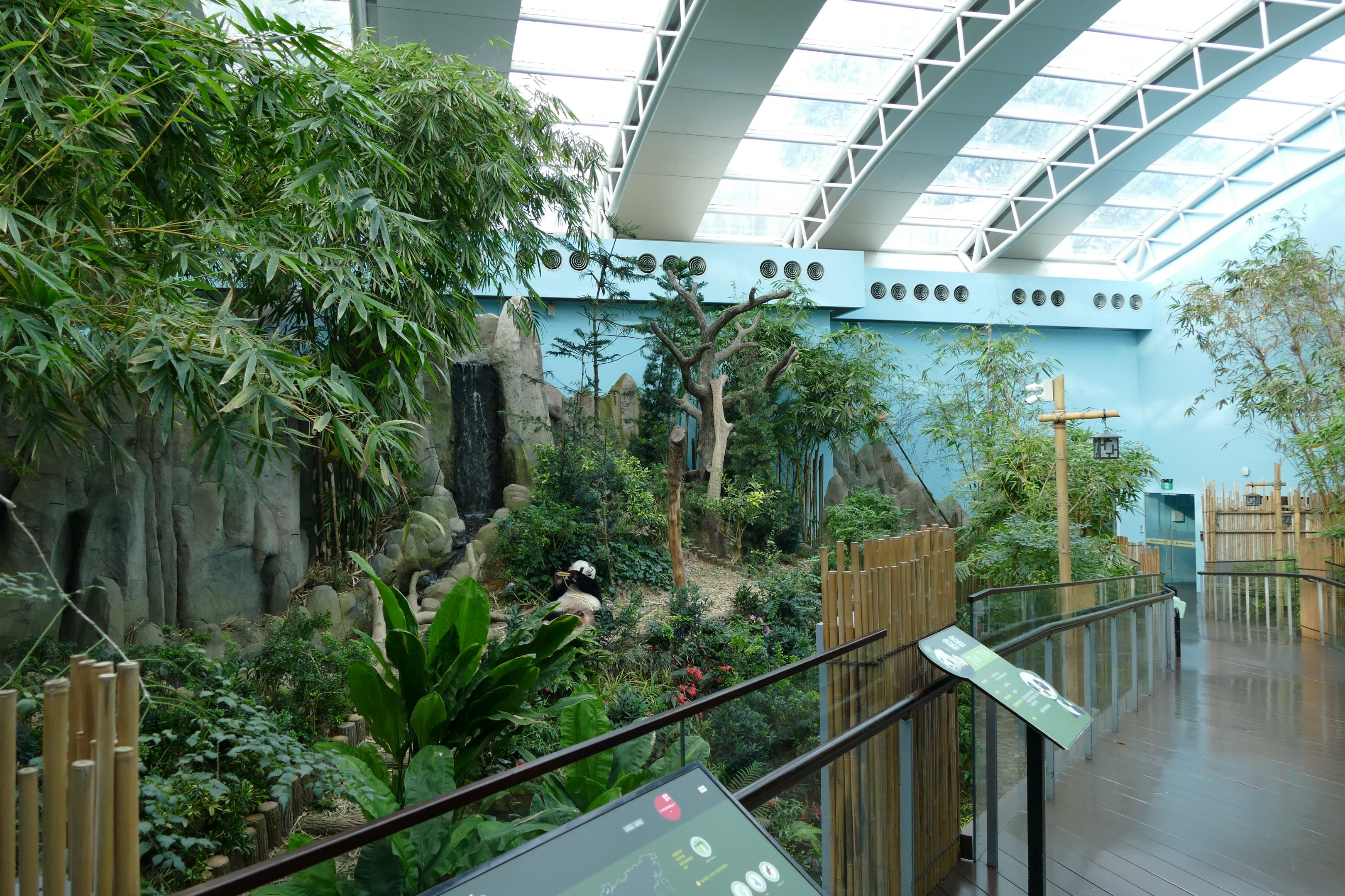 Gaint panda in its exhibit