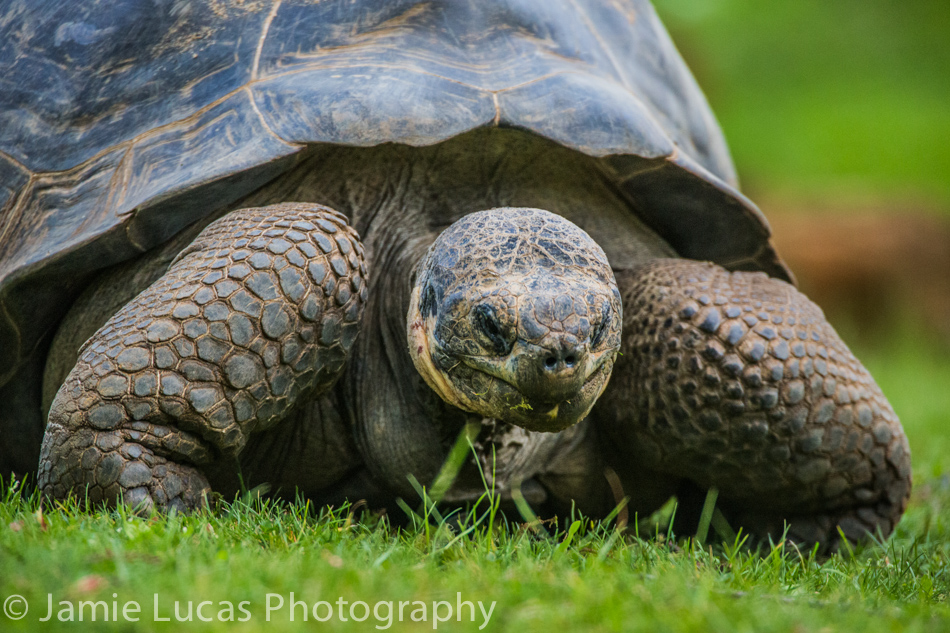 Gal?pagos Giant Tortoise