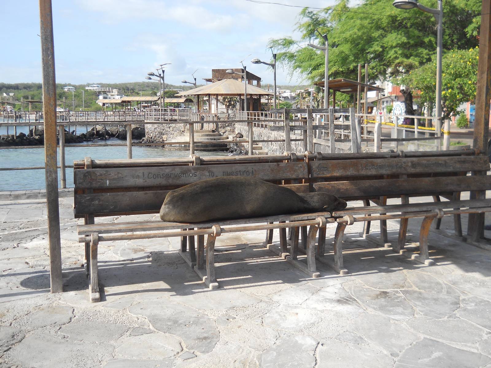 Gal?pagos sea lion sleeping on a bench