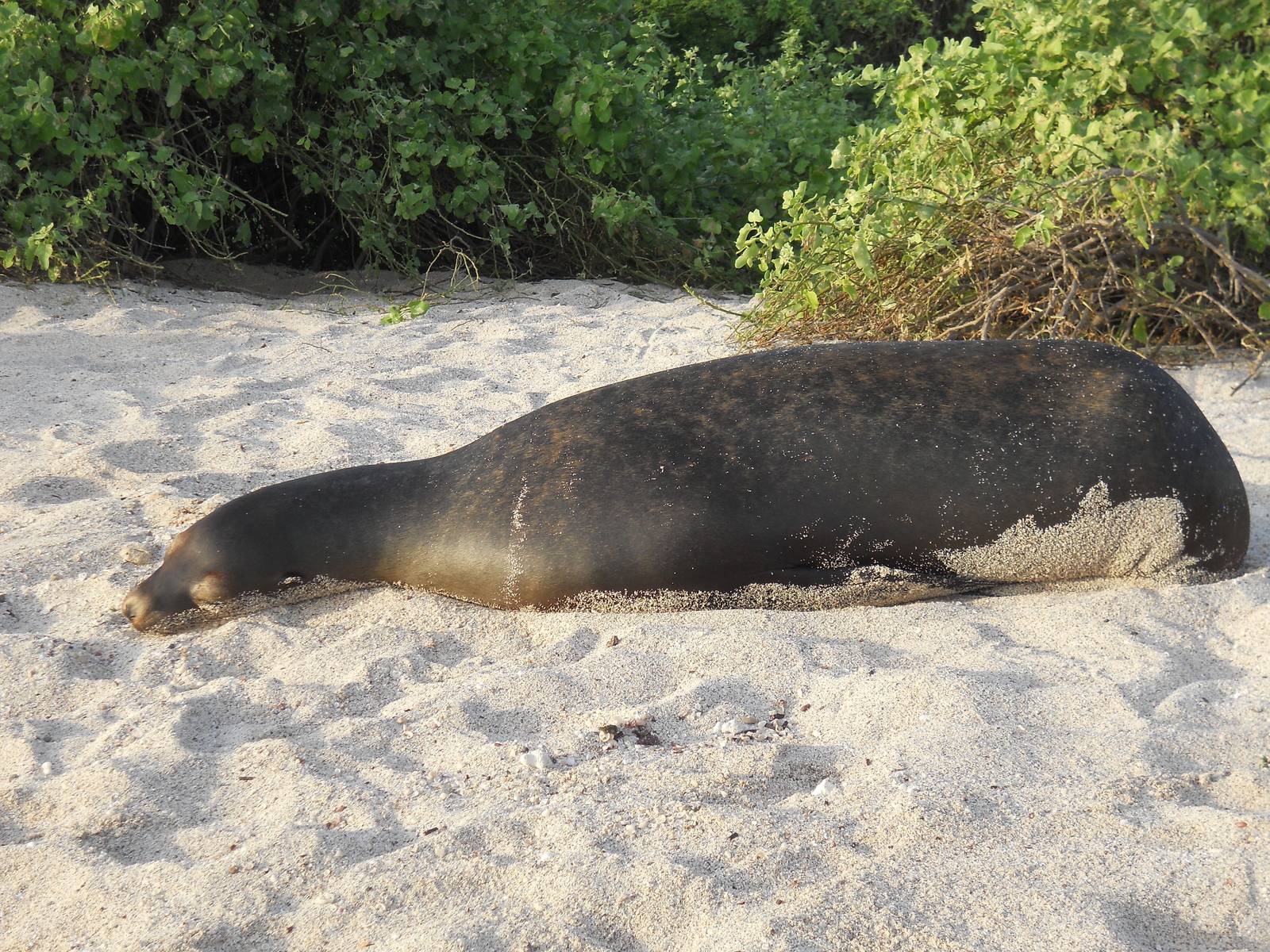 Gal?pagos sea lion