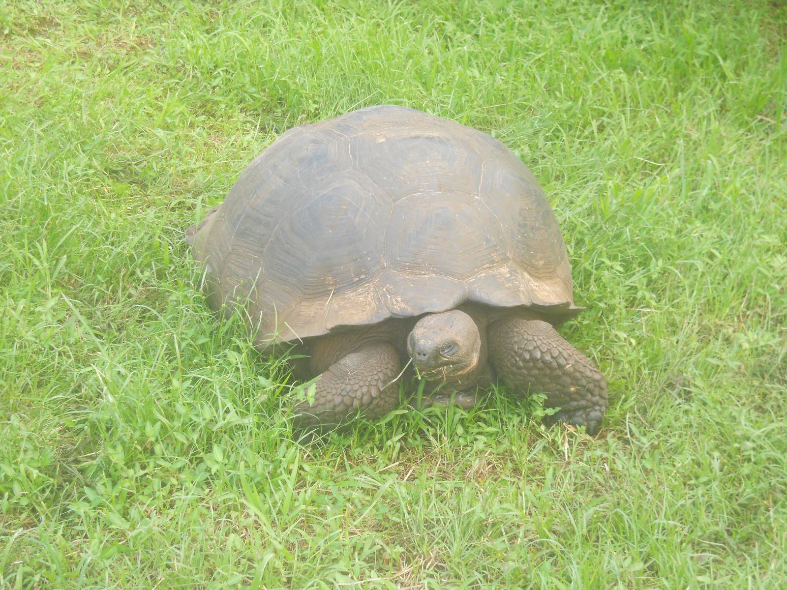 Gal?pagos tortoise