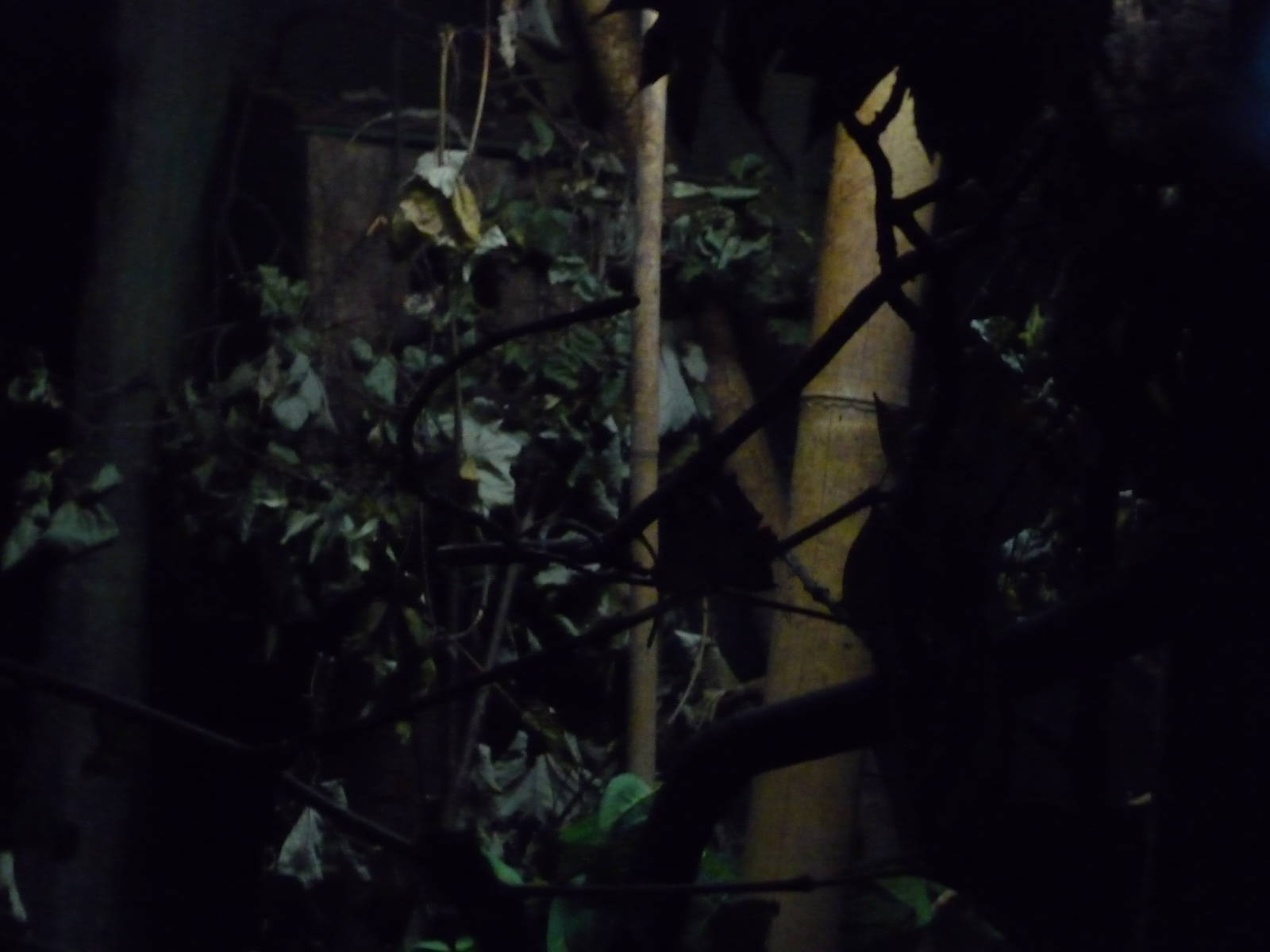 galago exhibit london zoo