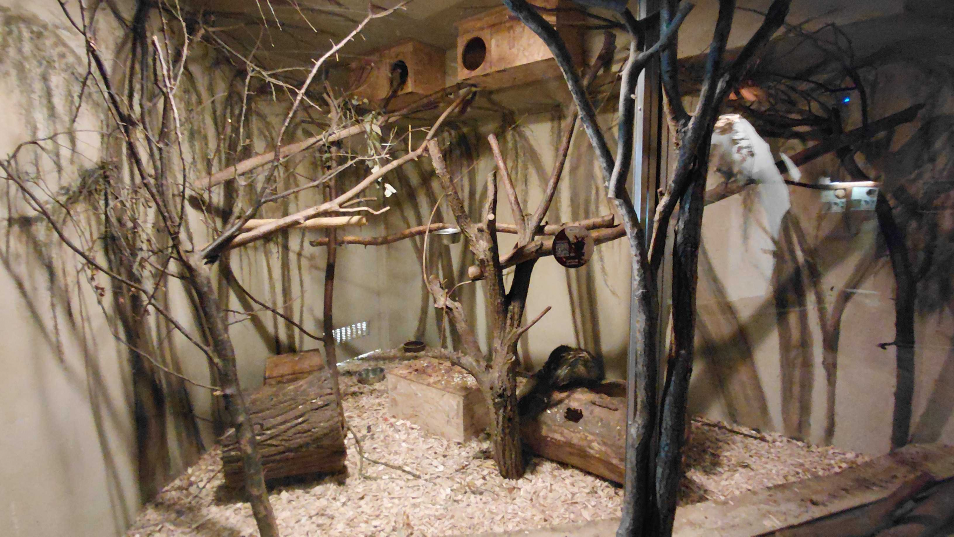 Galago + porcupine exhibit