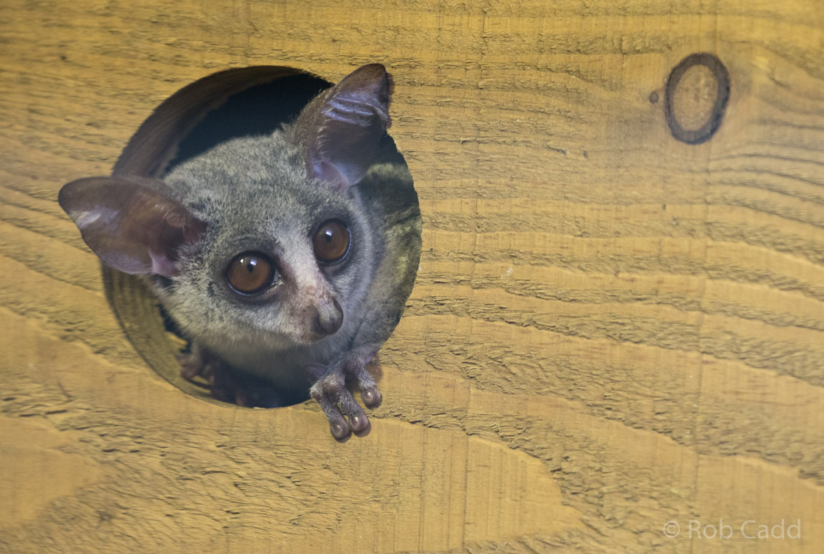 Galago : Wingham : 06 May 2017