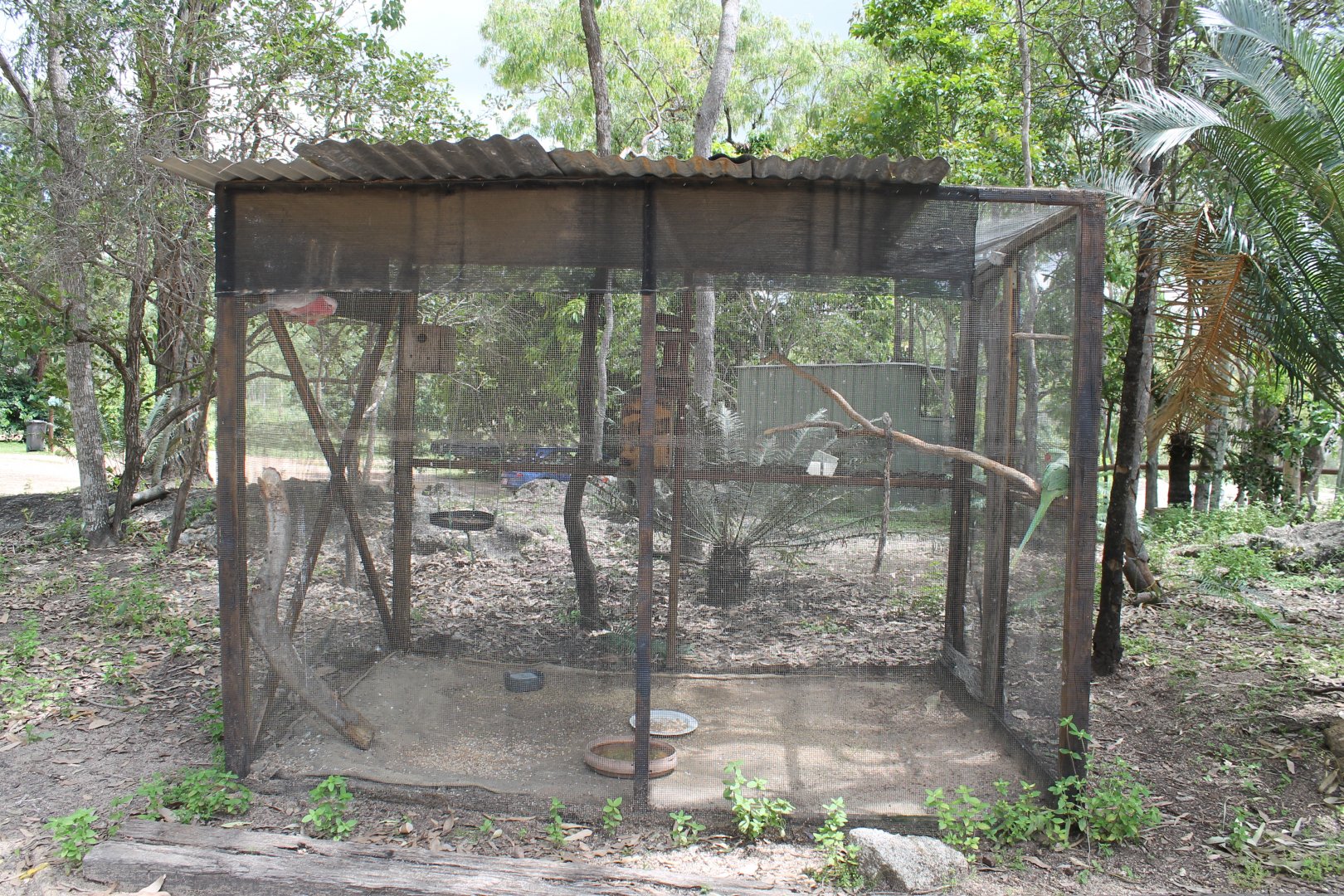 Galah & Alexandrine Parrot aviary