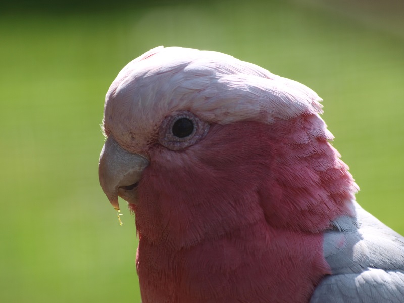 Galah (April 19th, 2015)