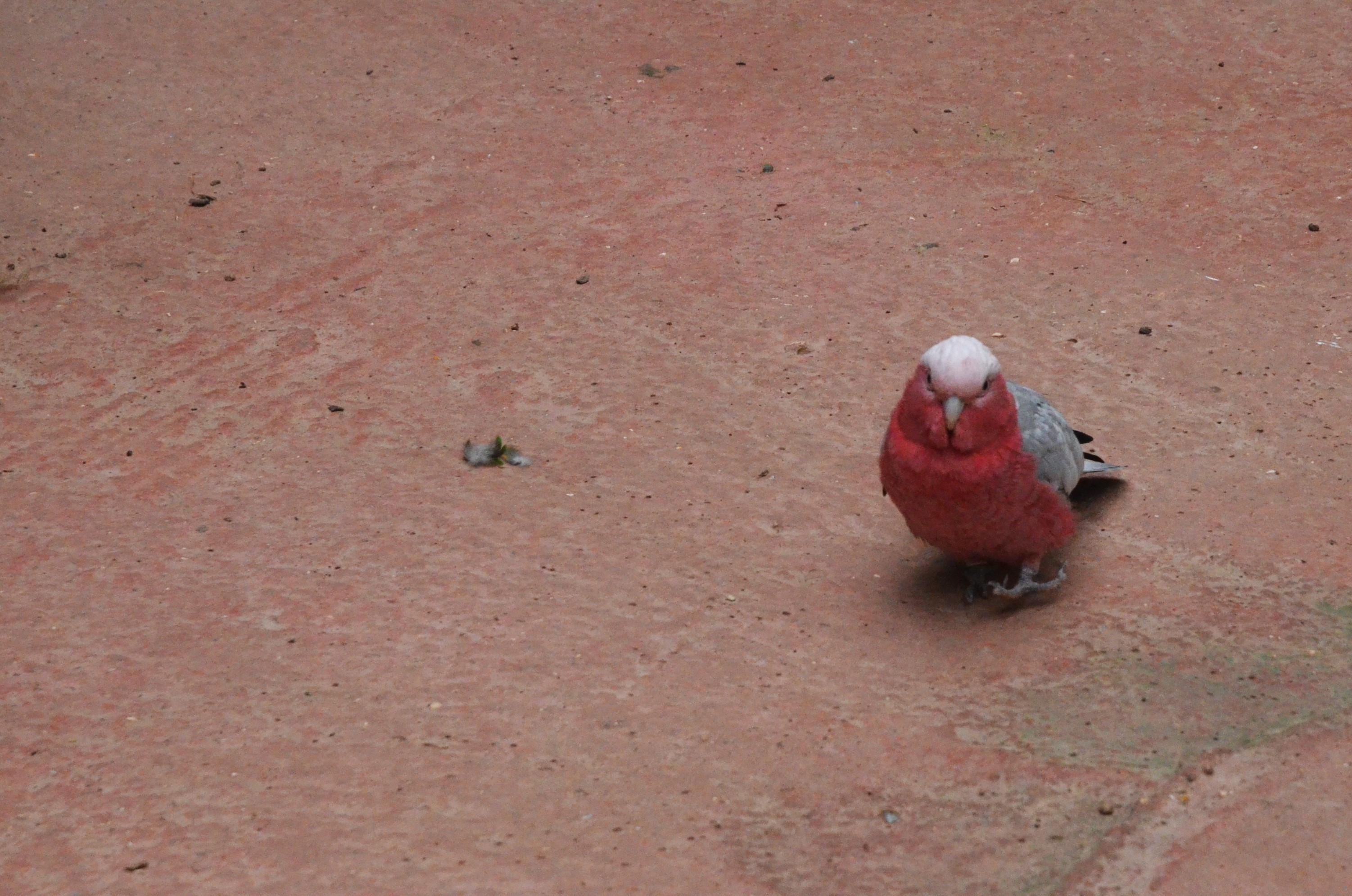 Galah at Biotropica, 16/06/18