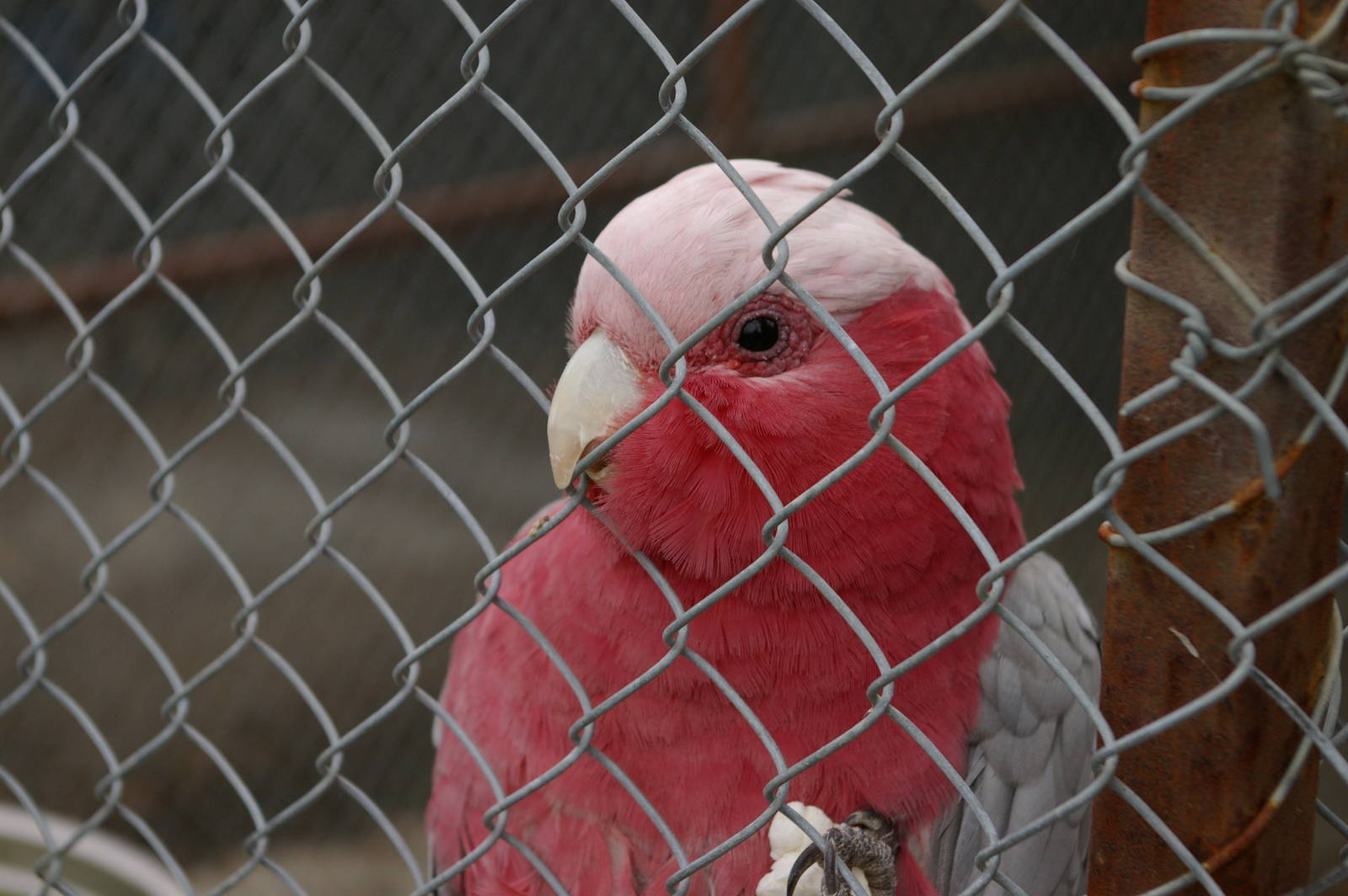 galah at Landon Creek