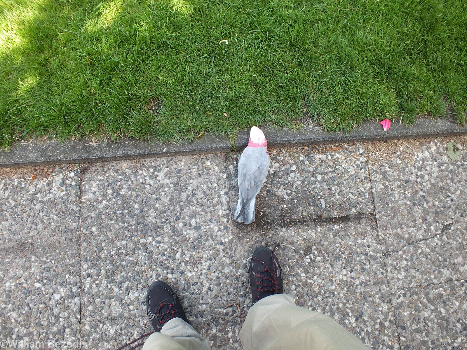 Galah at my Feet in the Show