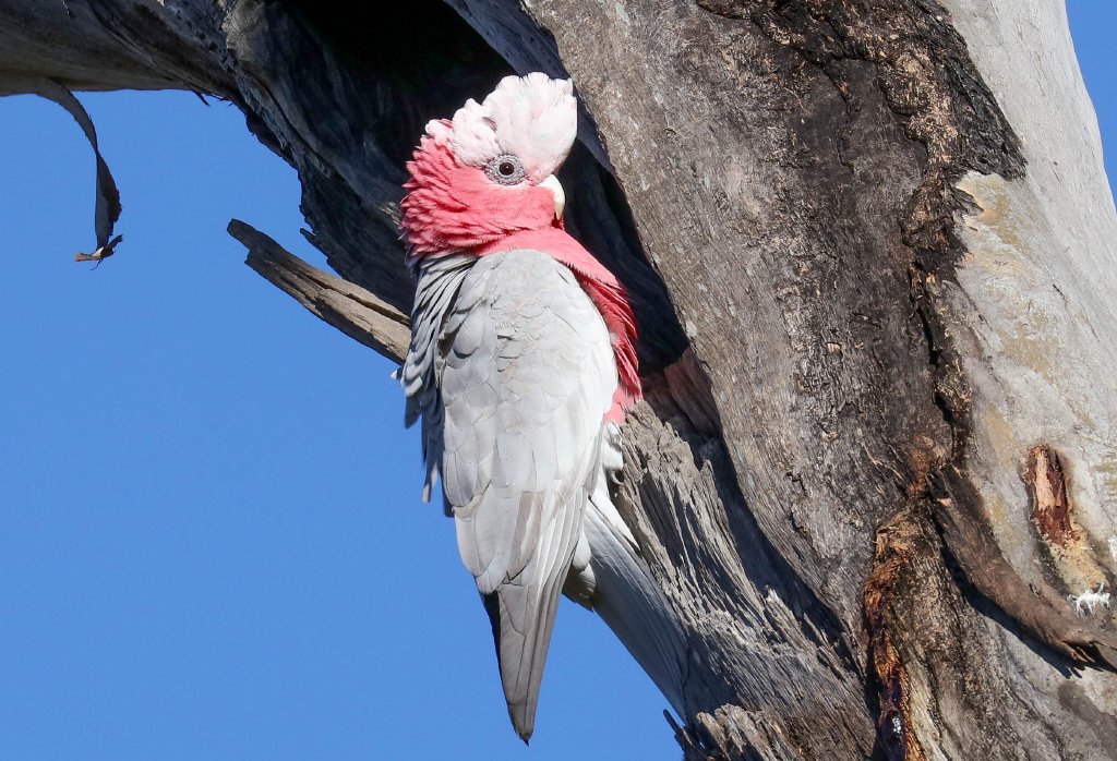 Galah at nesting hollow