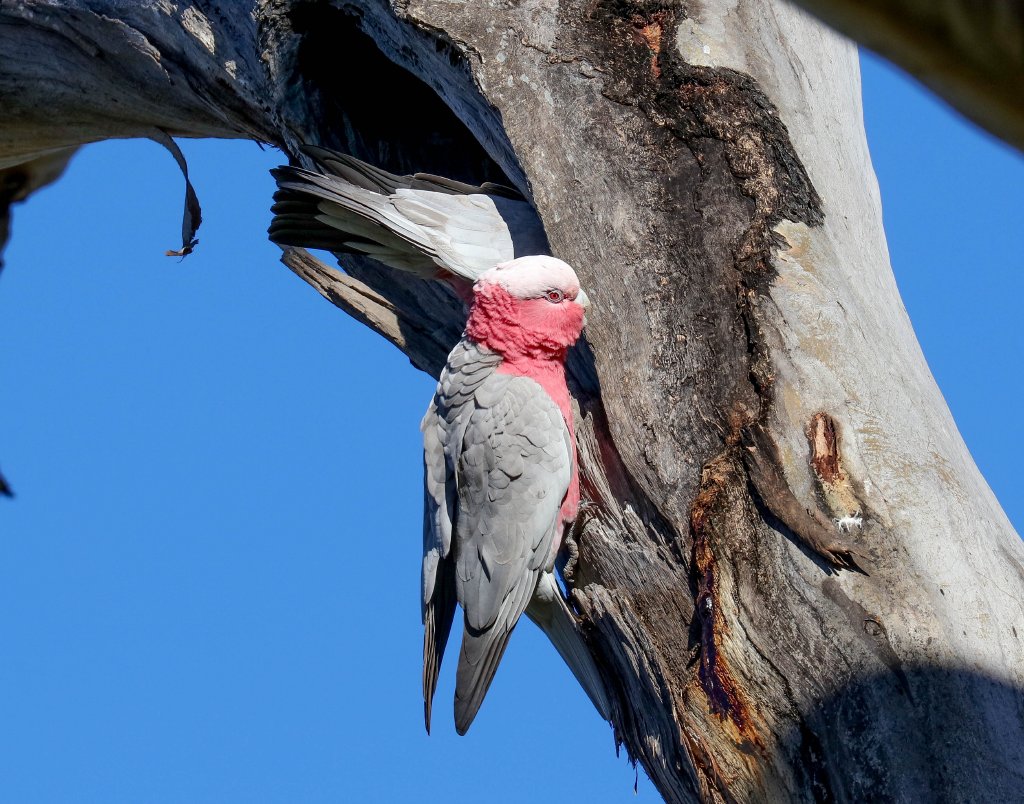 Galah at nesting hollow