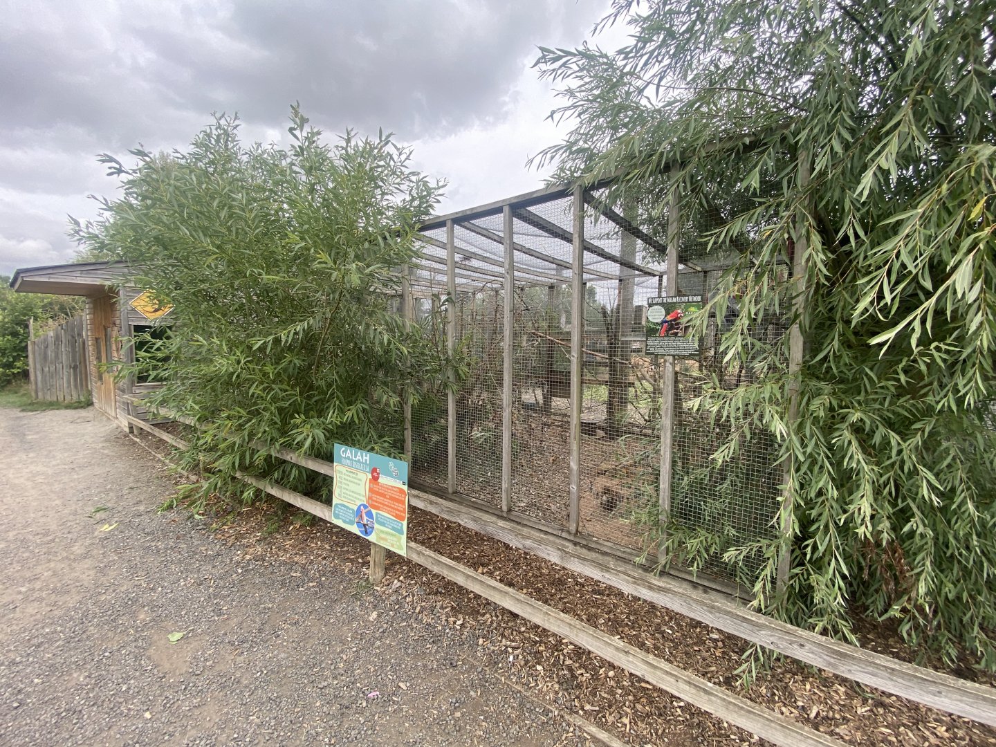 Galah aviary 040824