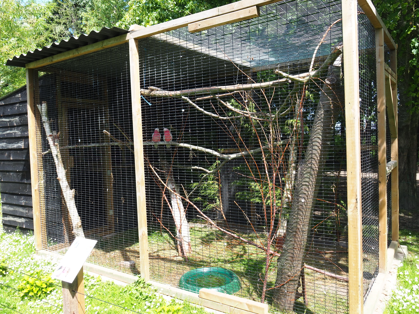Galah aviary, 2019-06-01