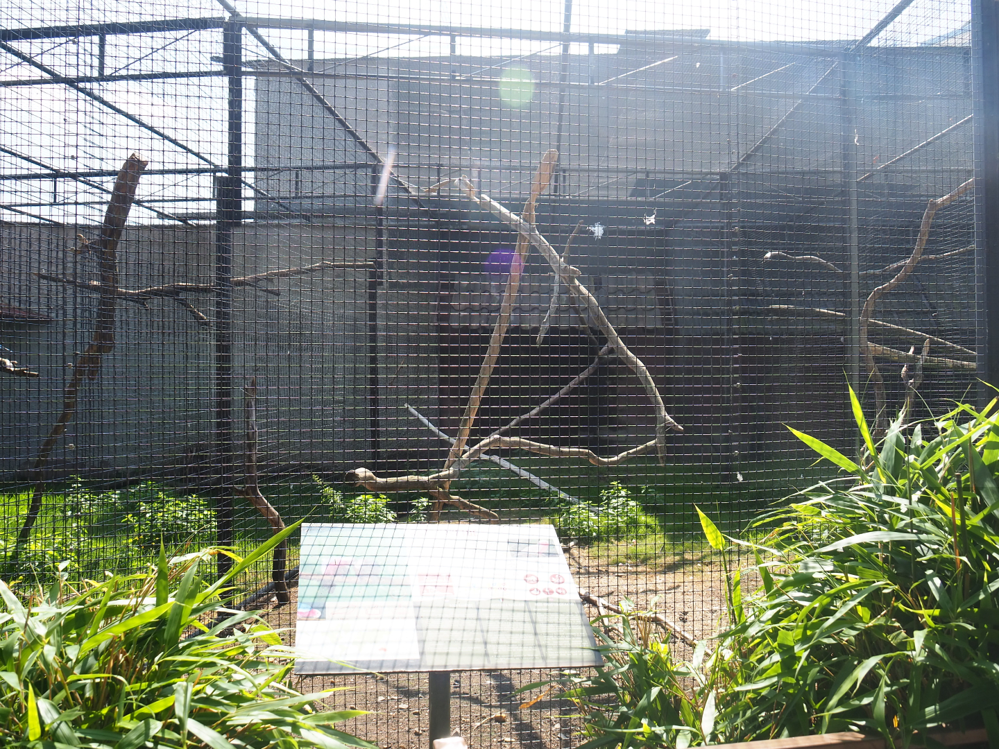 Galah aviary, 2019-08-04