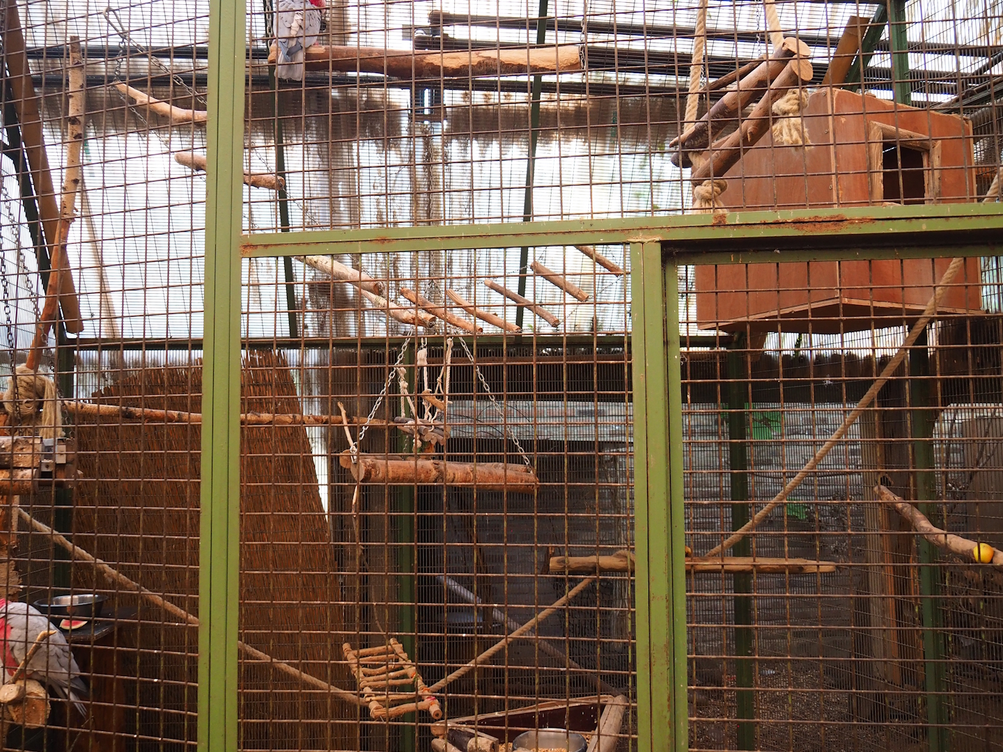 Galah aviary, 2023-05-19