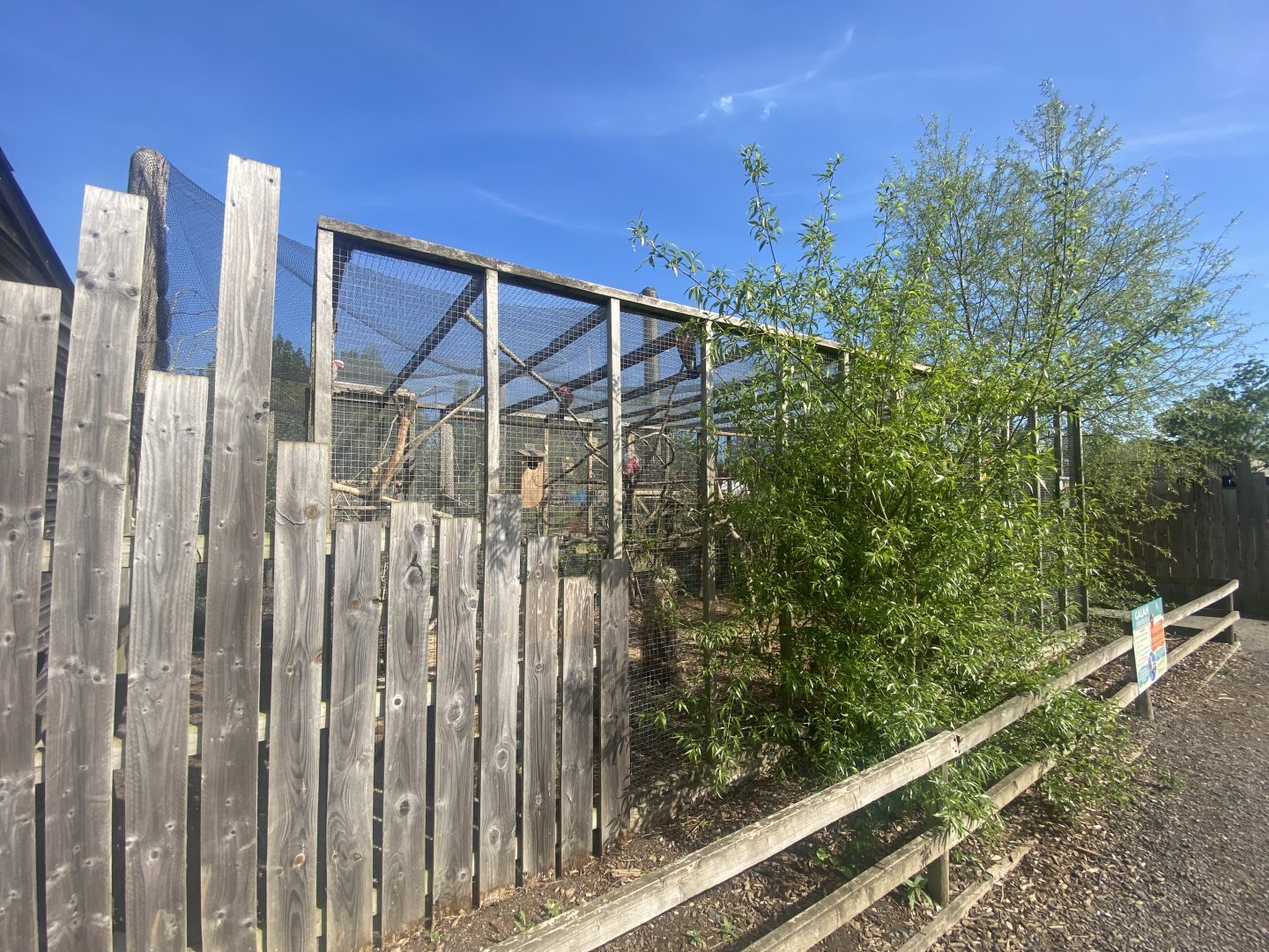 Galah aviary 280425