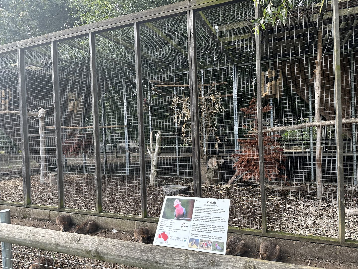 Galah Aviary at Hamerton Zoo Park (October 2023)