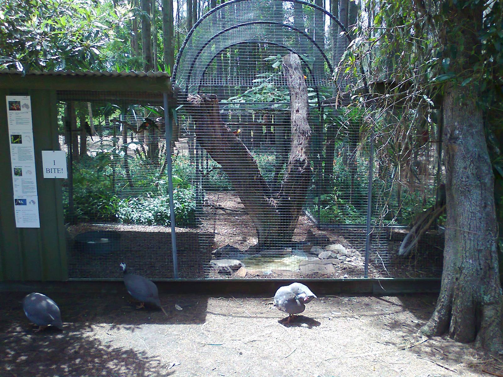 Galah aviary