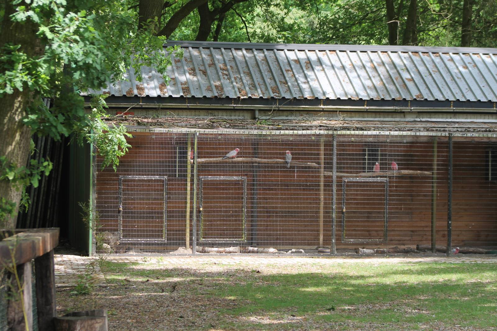 Galah aviary