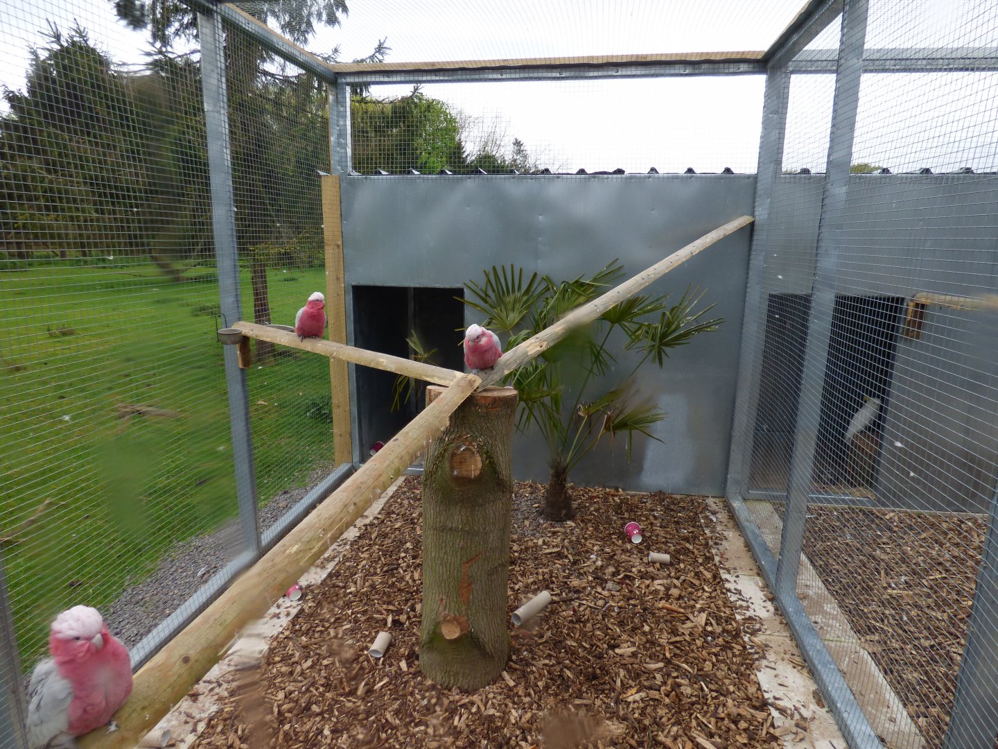 Galah Aviary
