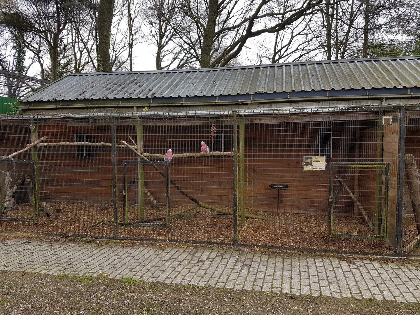 Galah-aviary