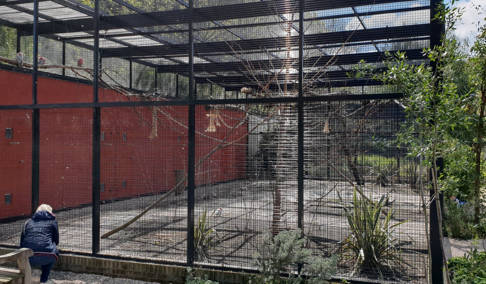 Galah aviary