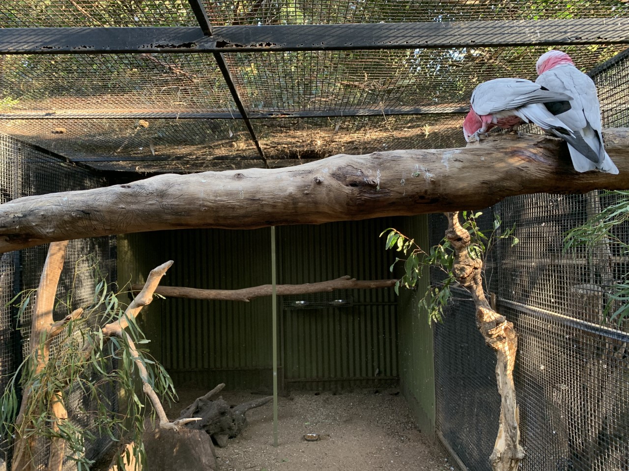 Galah Aviary