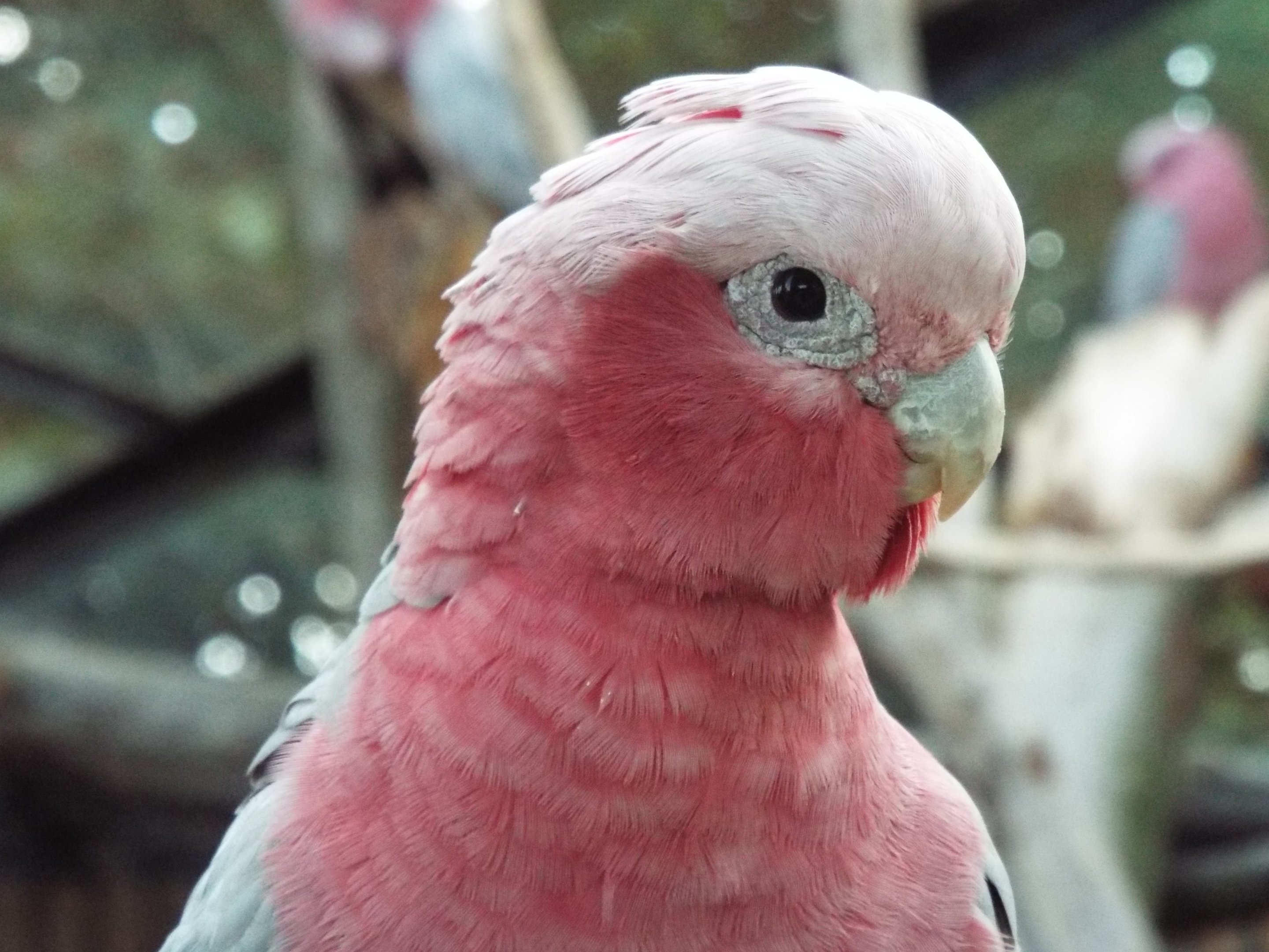 Galah Blackpool Zoo