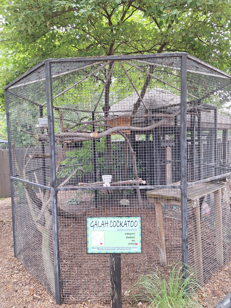 Galah Cockatoo enclosure