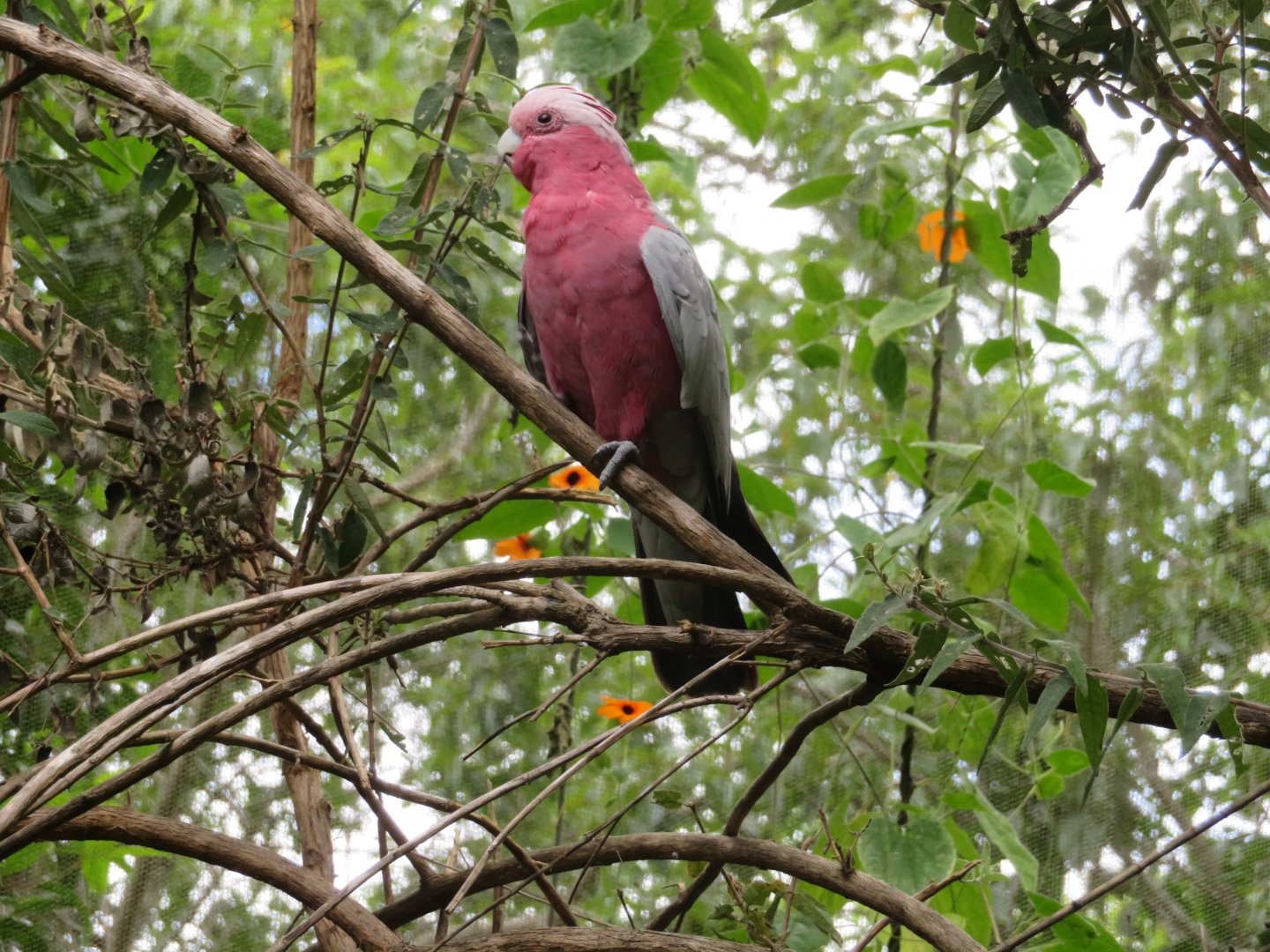 Galah Cockatoo (Eolophus roseicapilla)