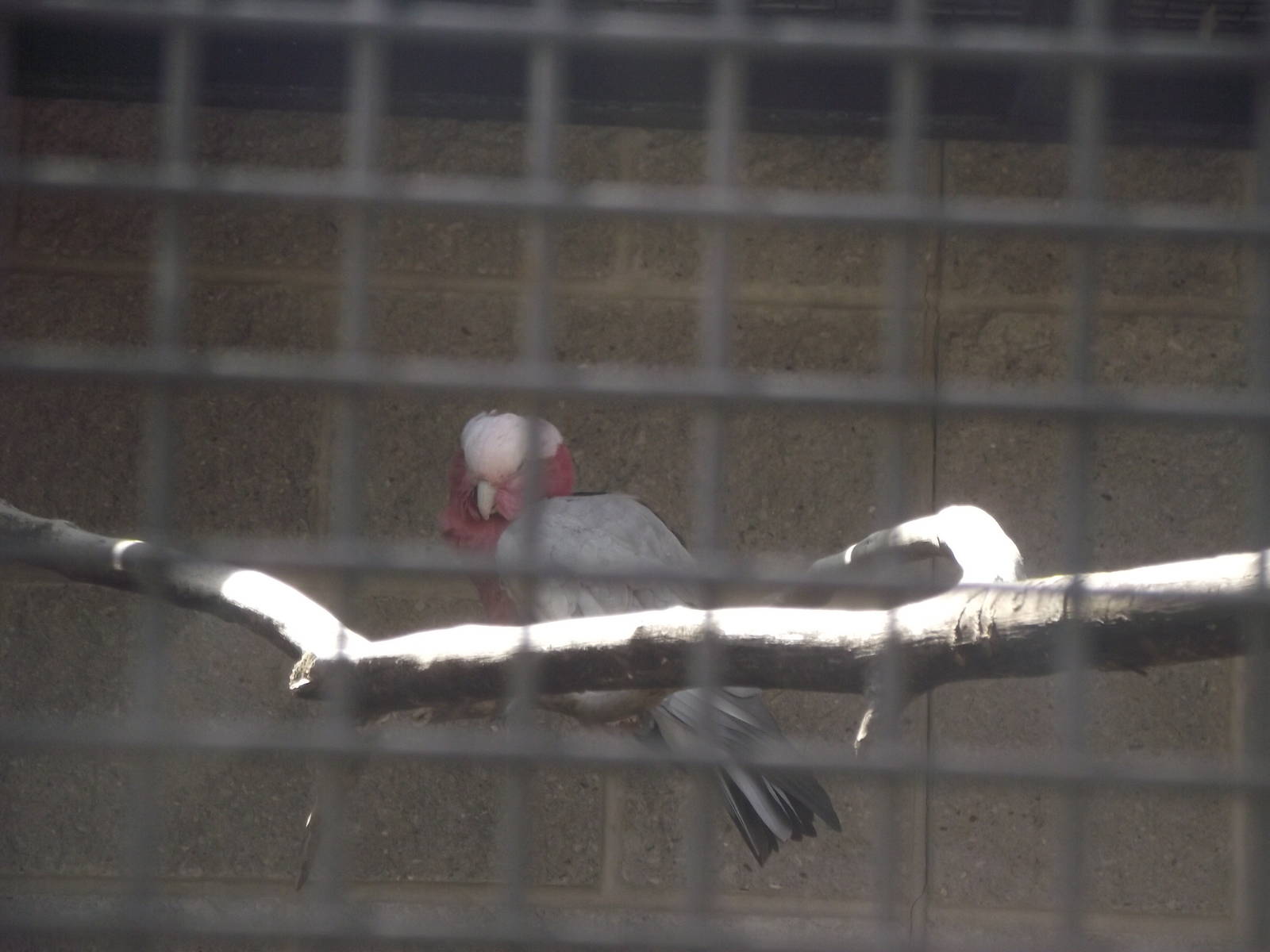Galah Cockatoo