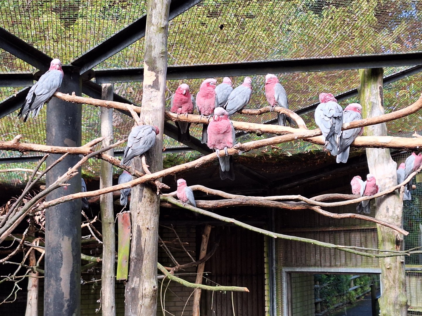 Galah Cockatoos