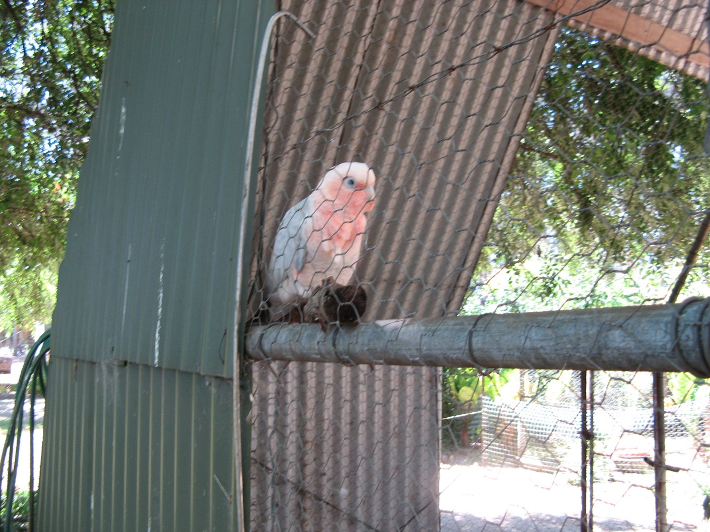 Galah/Corella Hybrid