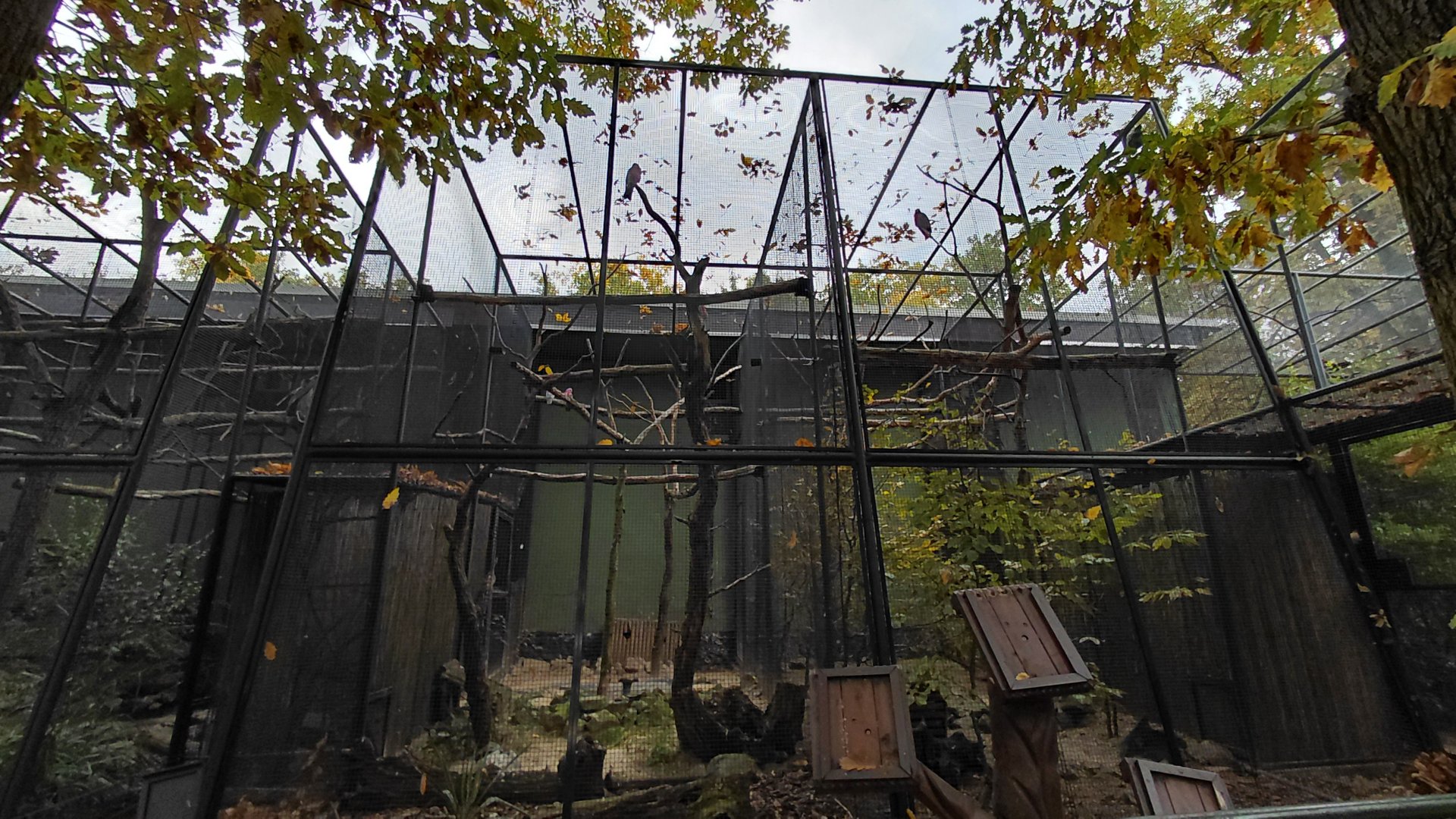 Galah + eclectus aviaries