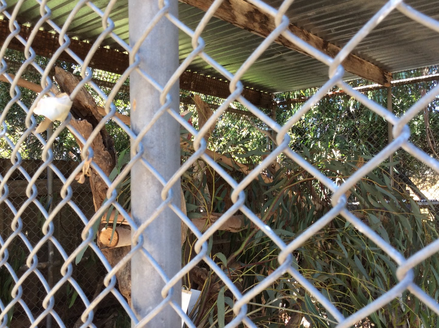 Galah enclosure - in the back