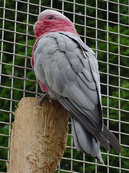 Galah (Eolophus roseicapilla) (07/22)
