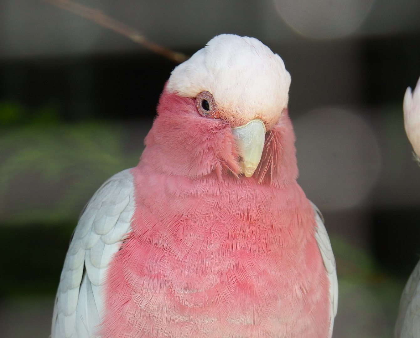 Galah (Eolophus roseicapilla), 2019-06-01
