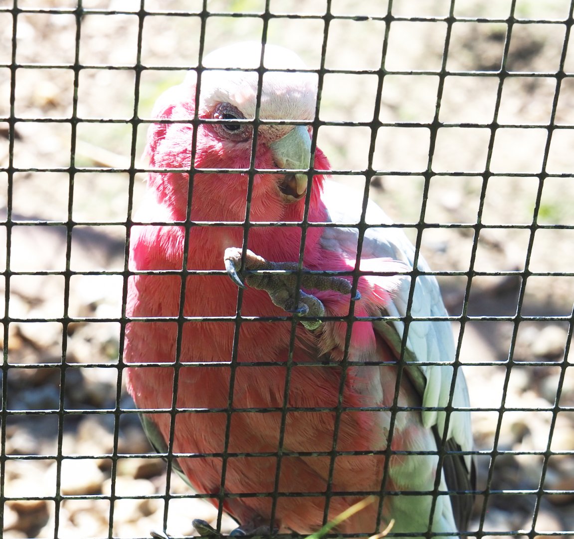 Galah (Eolophus roseicapilla), 2020-06-20