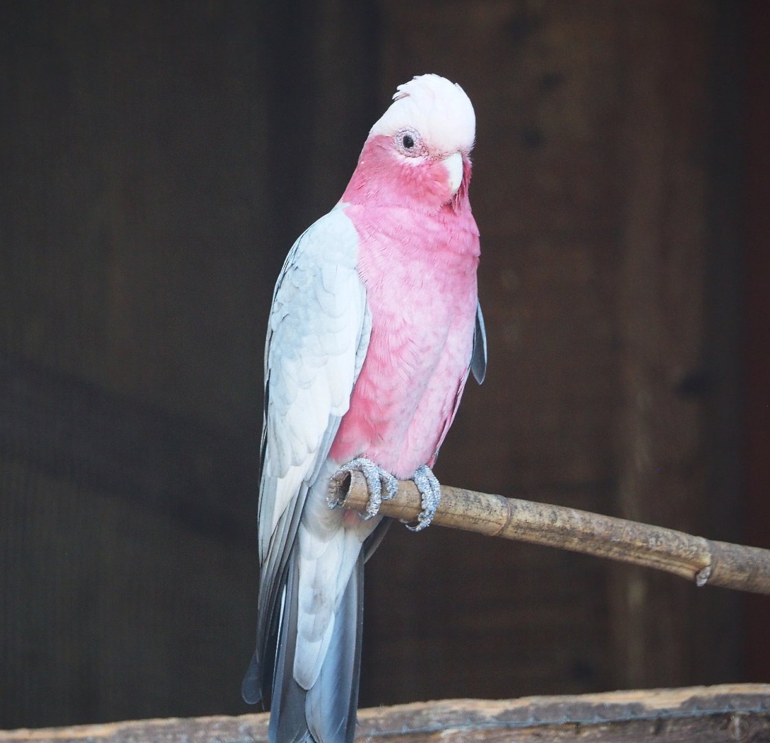 Galah (Eolophus roseicapilla), 2021-09-03