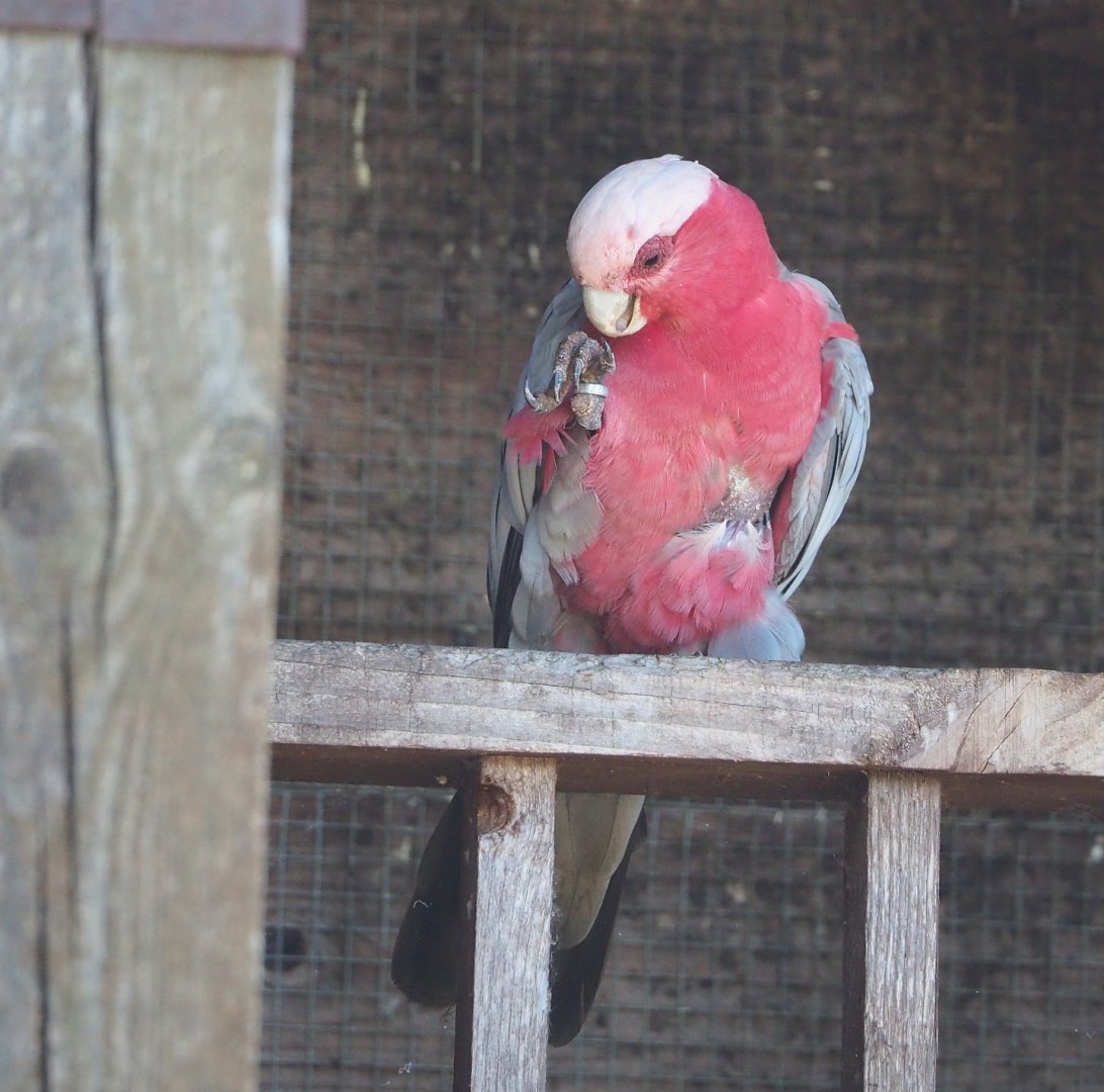 Galah (Eolophus roseicapilla), 2022-06-28